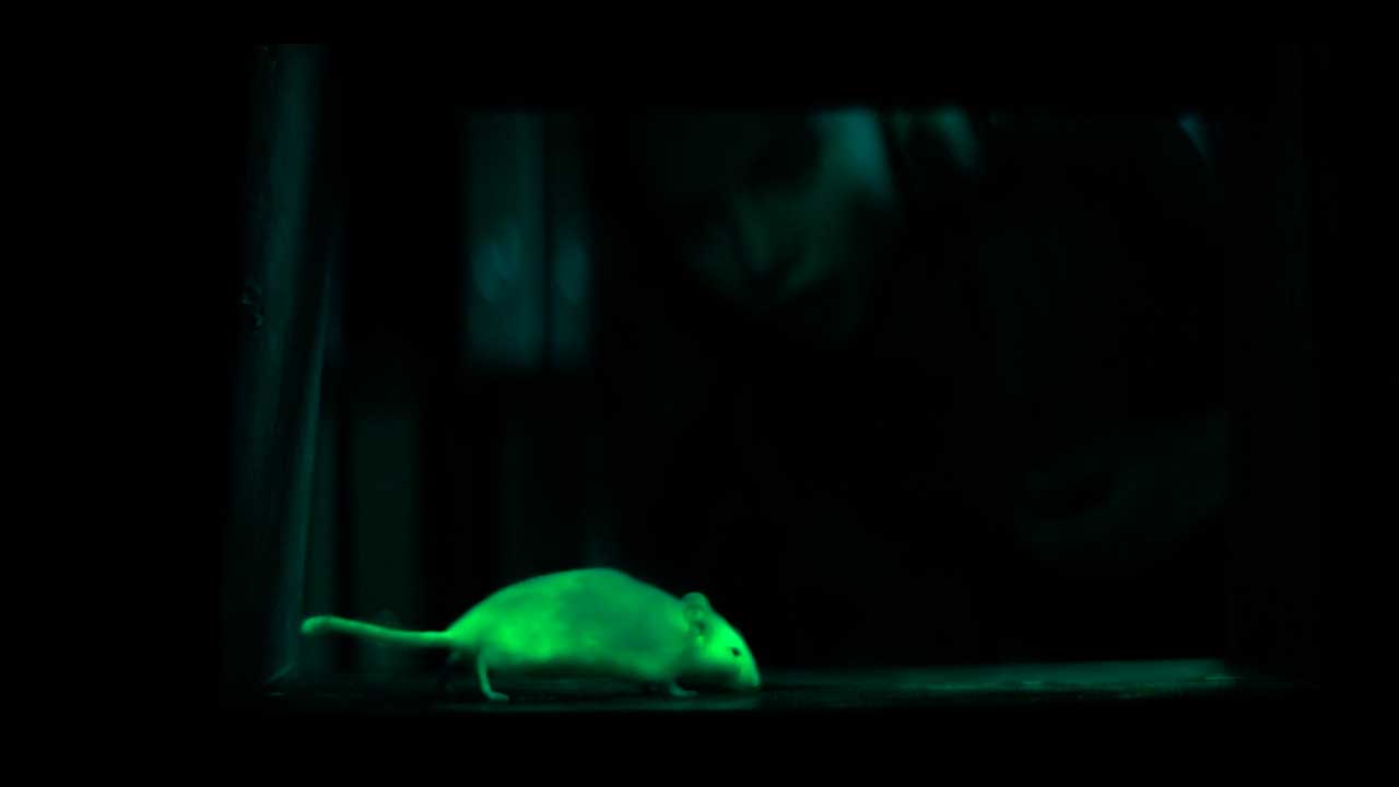 Биохакеры: кадр 2